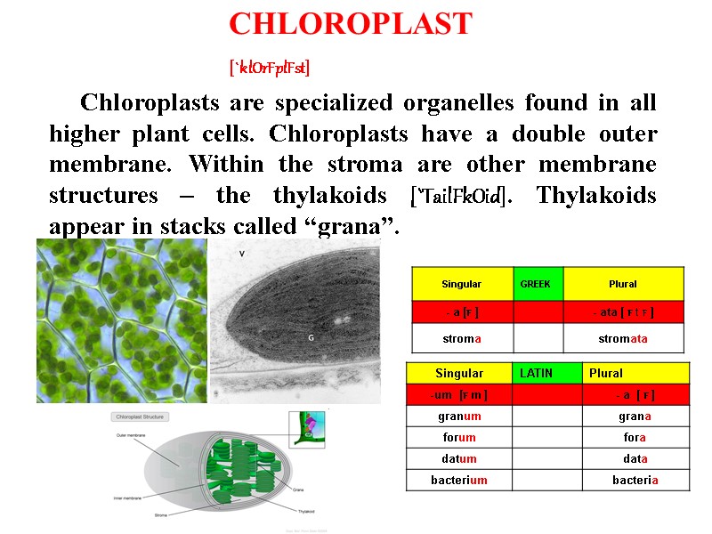 Chloroplasts are specialized organelles found in all higher plant cells. Chloroplasts have a double